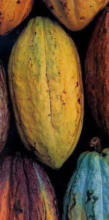 Fèves de cacao